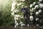 Dalmatian-Rhodesian-Ridgeback Puppy