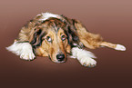 lying Australian-Shepherd-Mongrel