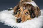 lying Australian-Shepherd-Mongrel