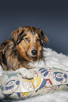 lying Australian-Shepherd-Mongrel