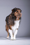 Dog with muzzle