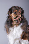 Dog with muzzle