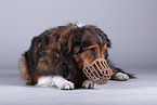 Dog with muzzle