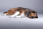 lying Australian-Shepherd-Mongrel