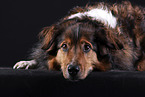 lying Australian-Shepherd-Mongrel