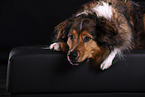 lying Australian-Shepherd-Mongrel