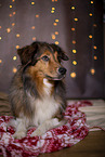 lying Australian-Shepherd-Mongrel