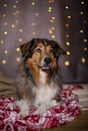 lying Australian-Shepherd-Mongrel