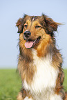 Australian-Shepherd-Mongrel Portrait