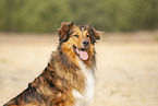 Australian-Shepherd-Mongrel