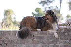 lying Australian-Shepherd-Mongrel