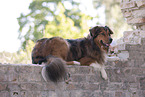 lying Australian-Shepherd-Mongrel