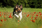 Australian-Shepherd-Mongrel on poppy meadow