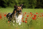 Australian-Shepherd-Mongrel on poppy meadow