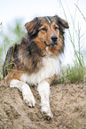 lying Australian-Shepherd-Mongrel