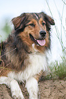 lying Australian-Shepherd-Mongrel