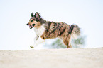 running Australian-Shepherd-Mongrel