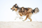 running Australian-Shepherd-Mongrel