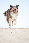 running Australian-Shepherd-Mongrel