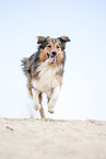 running Australian-Shepherd-Mongrel