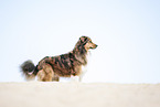 standing Australian-Shepherd-Mongrel