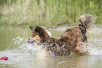 Australian-Shepherd-Mongrel runs into water