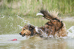 Australian-Shepherd-Mongrel runs into water