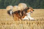 running Australian-Shepherd-Mongrel