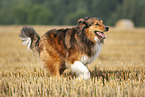 running Australian-Shepherd-Mongrel