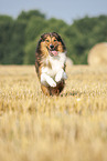 running Australian-Shepherd-Mongrel