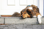 lying Australian-Shepherd-Mongrel