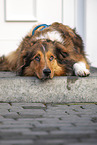 lying Australian-Shepherd-Mongrel