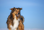 Australian-Shepherd-Mongrel in the winter