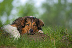 lying Australian-Shepherd-Mongrel