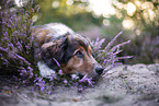 Australian-Shepherd-Mongrel in the heather