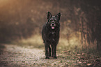 old Shepherd-Schnauzer