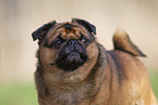 Pug-mongrel Portrait