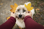 Dachshund-Bolonka-zwetna in autumn