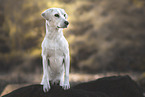 female Labrador-Retriever-Mongel