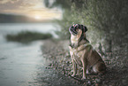 male Pug-Mongrel