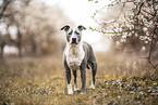 American-Staffordshire-Terrier-Mongrel