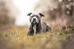 American-Staffordshire-Terrier-Mongrel