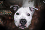 American-Staffordshire-Terrier-Mongrel