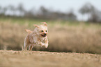 mongrel in autumn