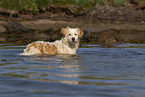 swimming Mongrel