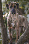 big Great-Dane-Mongrel