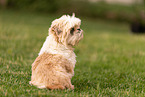 Shih-Tzu-Mongrel