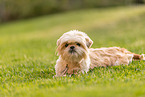 Shih-Tzu-Mongrel