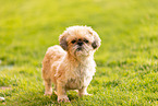 Shih-Tzu-Mongrel