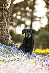 old Dachshund-Labrador-Retriever